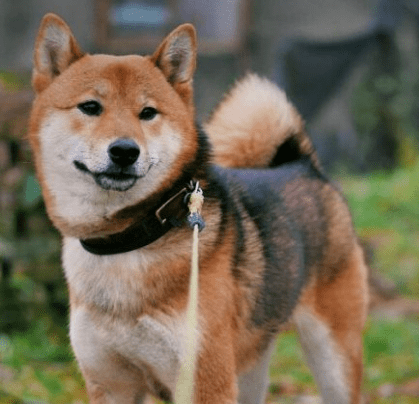 黑毛会褪干净吗?什么样的柴犬长大后会毛色会好看?