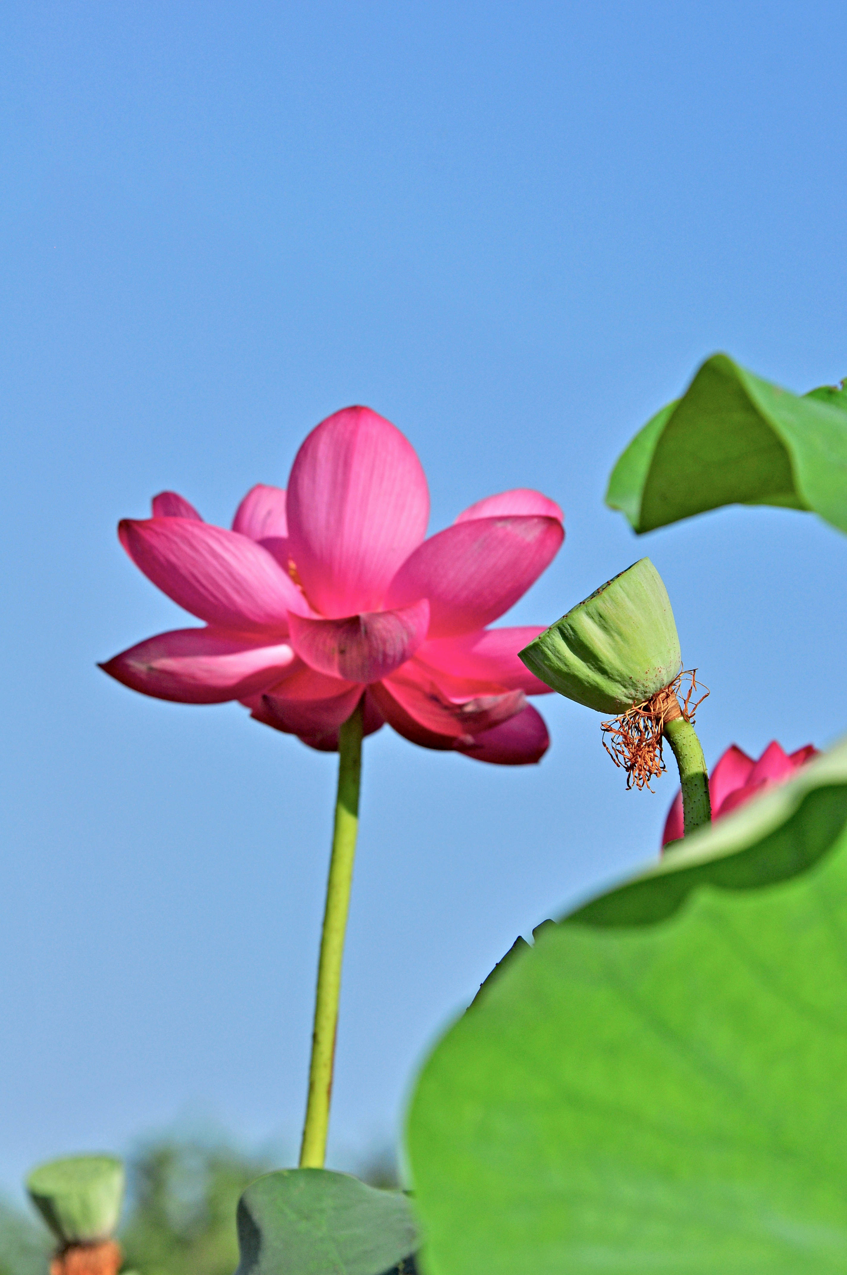2020圆明园荷花季十六荷花蓝天