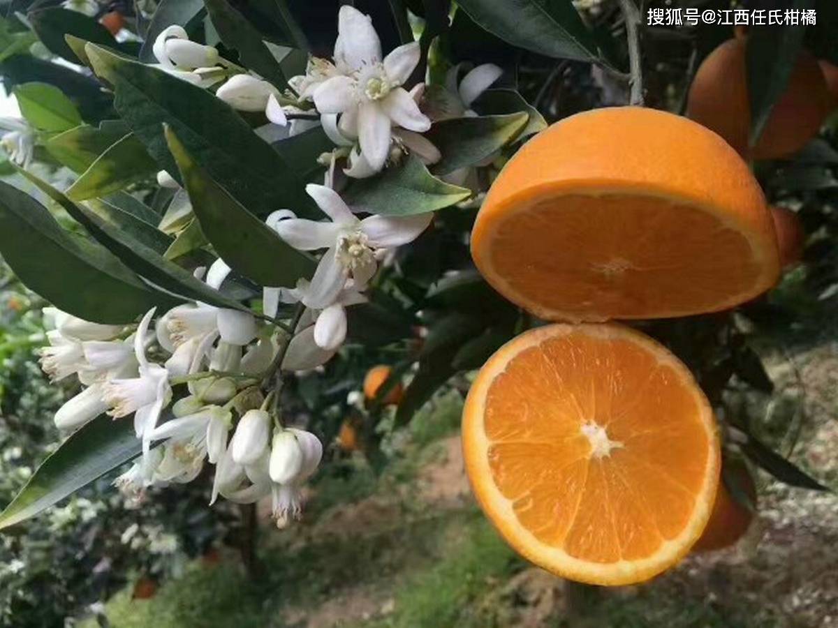 晚熟脐橙花果同树形成一道靓丽的风景、伦晚脐橙-搜狐大视野-搜狐新闻