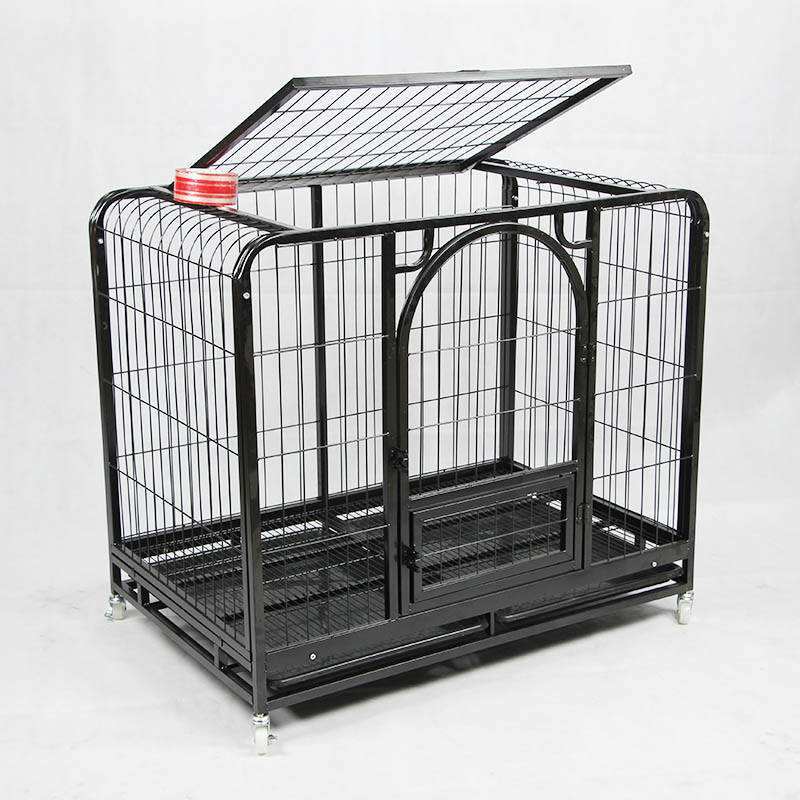 雪貂留香:养狗必备用品清单,每样都是必需品