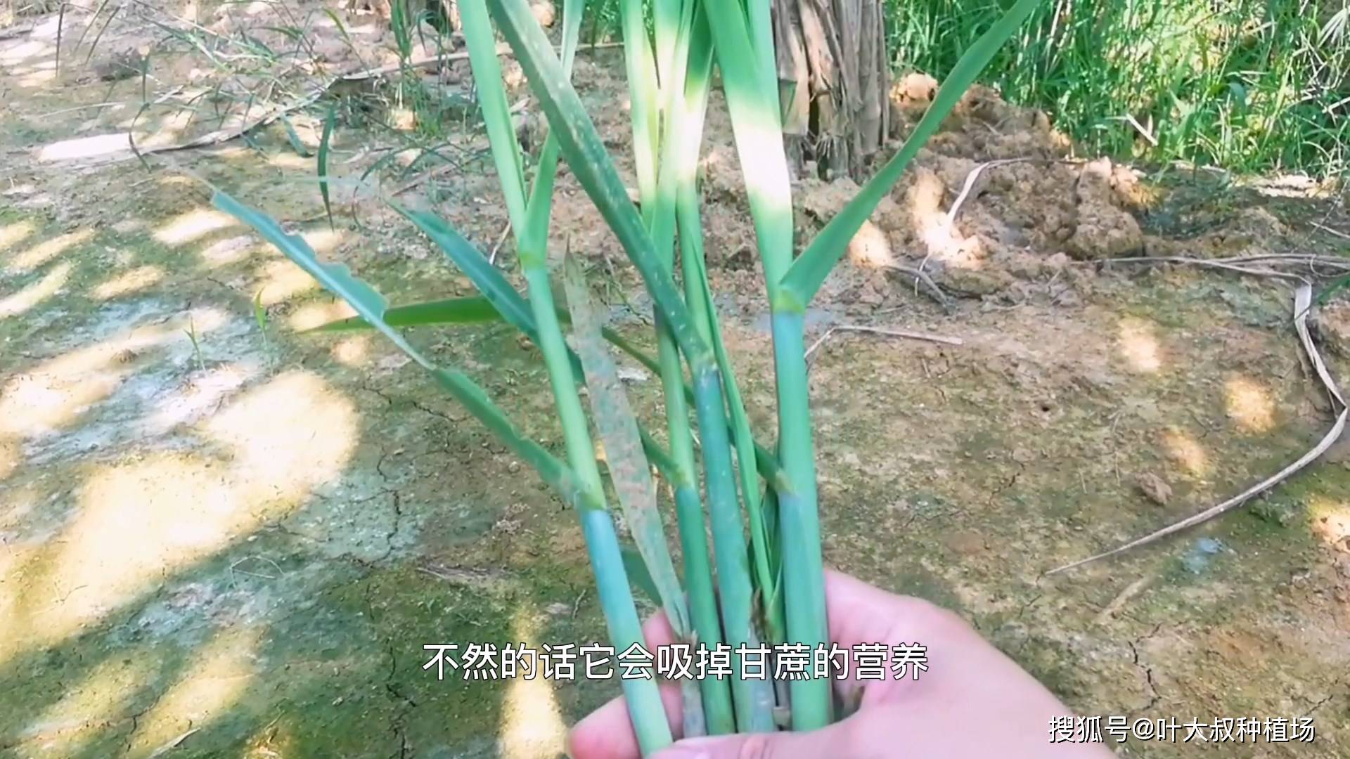 甘蔗种植长出侧芽苗是什么原因?