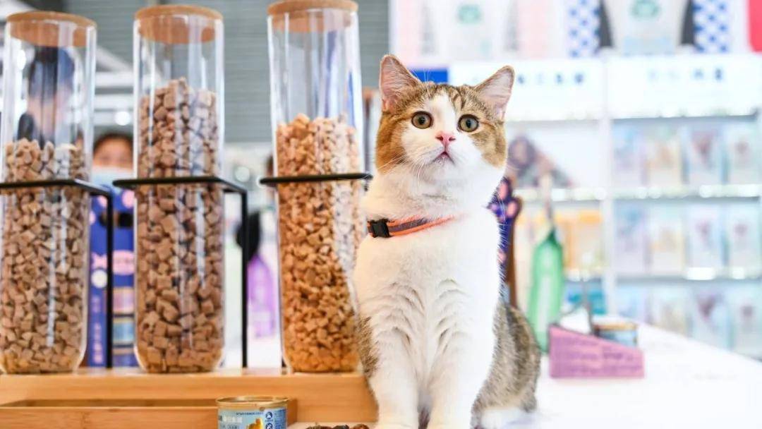 波奇宠物赴美ipo能否如愿以偿?