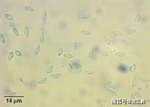 刨根問底:關於貓毛滴蟲不可不知的秘密