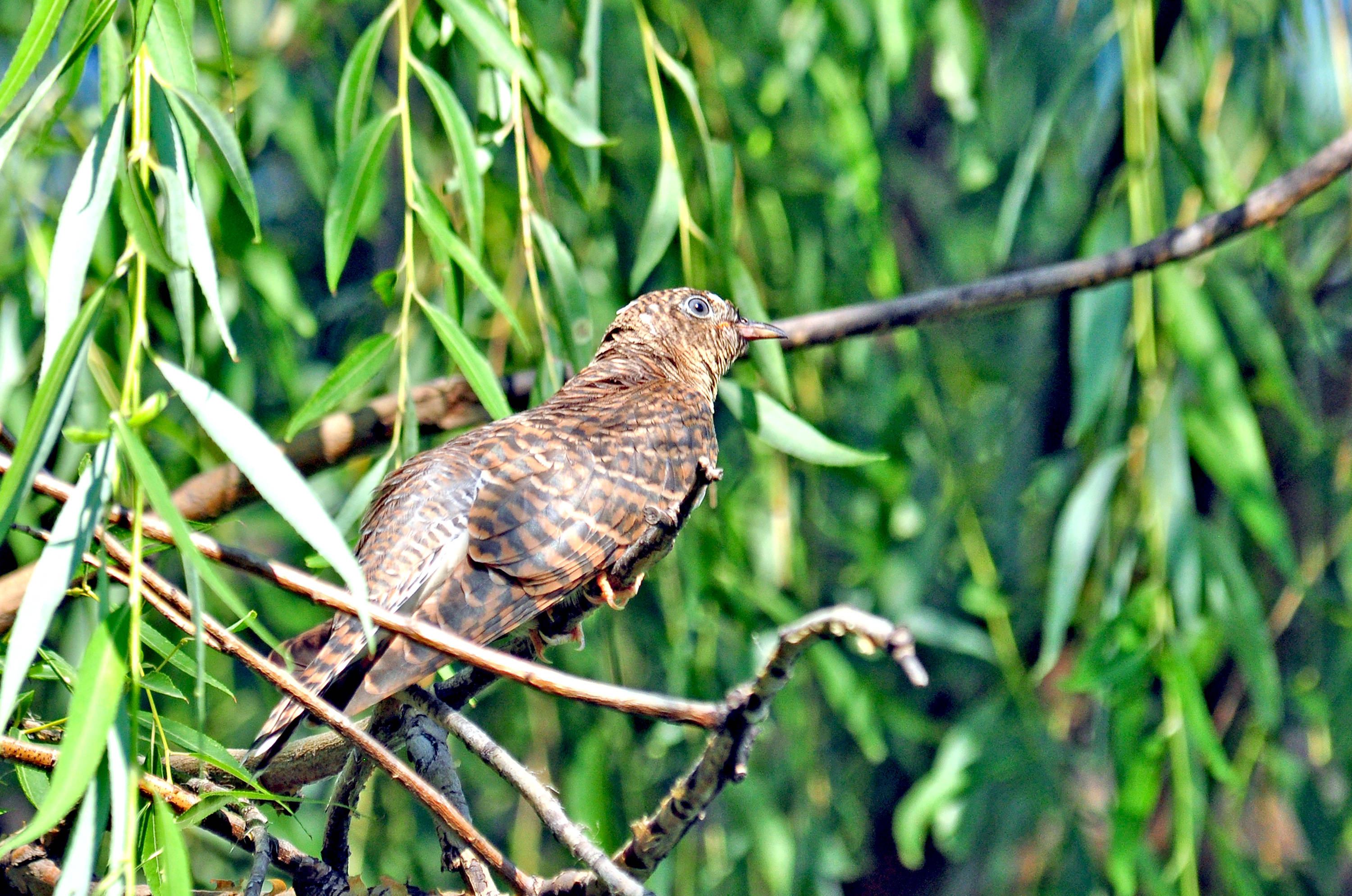 2020圆明园荷花季十七大苇鹰哺育小杜鹃