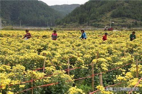 农村种什么赚钱（农村最冷门的暴利行业）