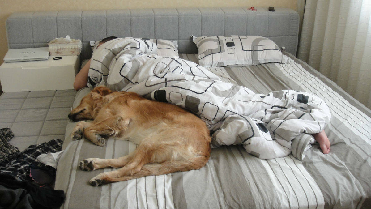 狗狗半夜不睡觉,又跑酷又嚎叫,影响休息该怎么办?