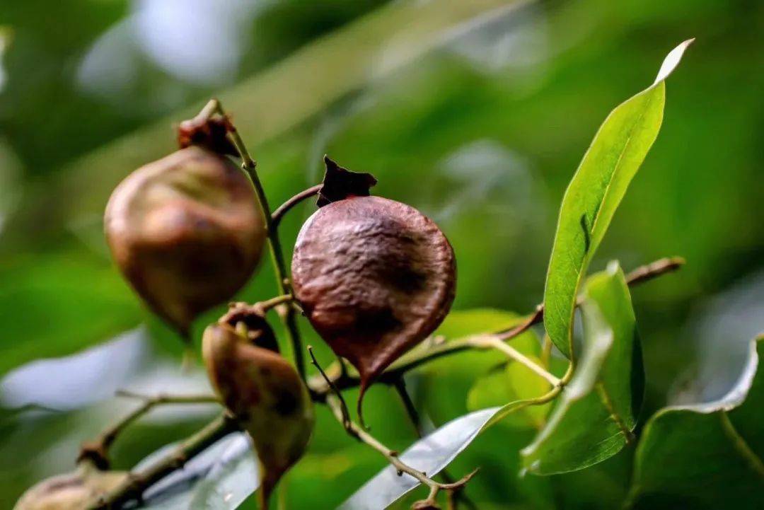 江阴快点来,顾山红豆树时隔五年再次结籽啦!