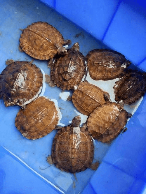 单身旺桃花的吉祥物_鸳鸯