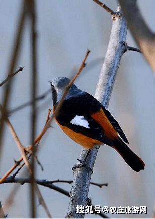 浙江杭州钱塘新区鸟类天堂