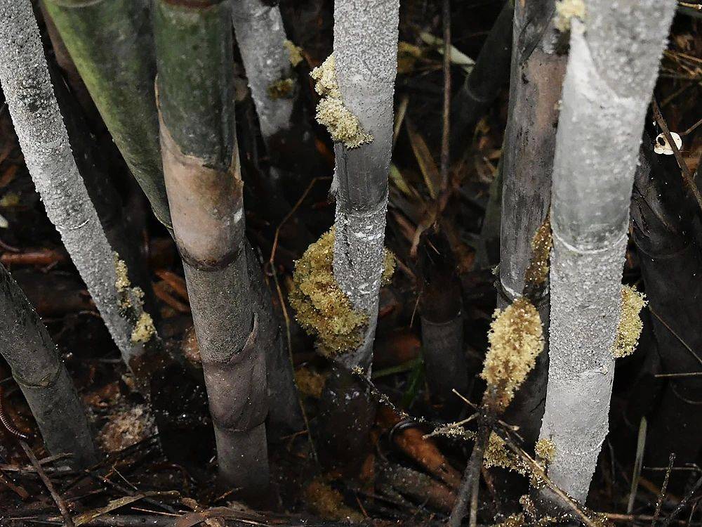 竹子被虫蛀后开的花曾以为有毒如今20元一斤却无法种植