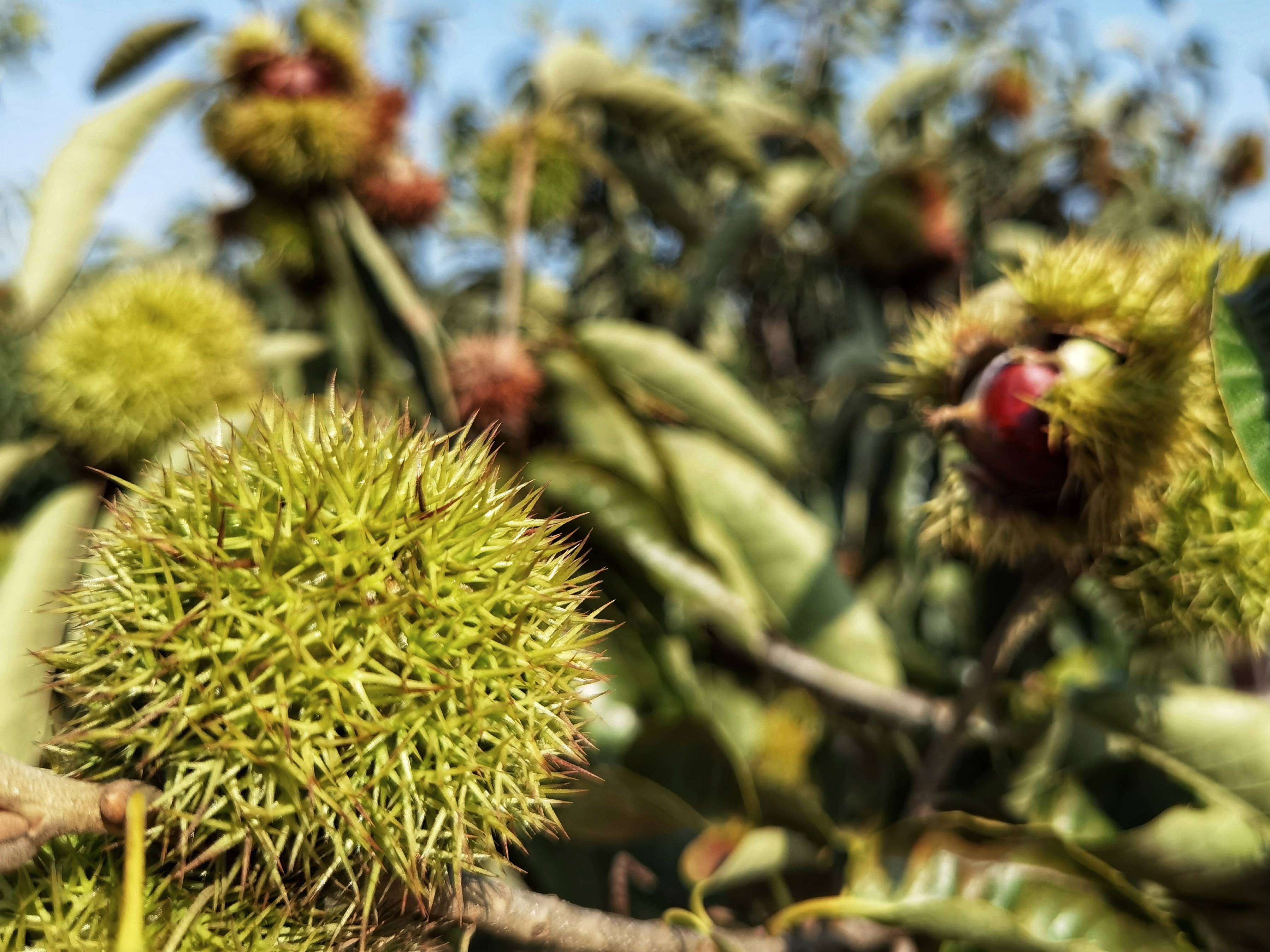 河北大山里的干果之王日本人为之疯狂追捧国内板栗界却最受争议