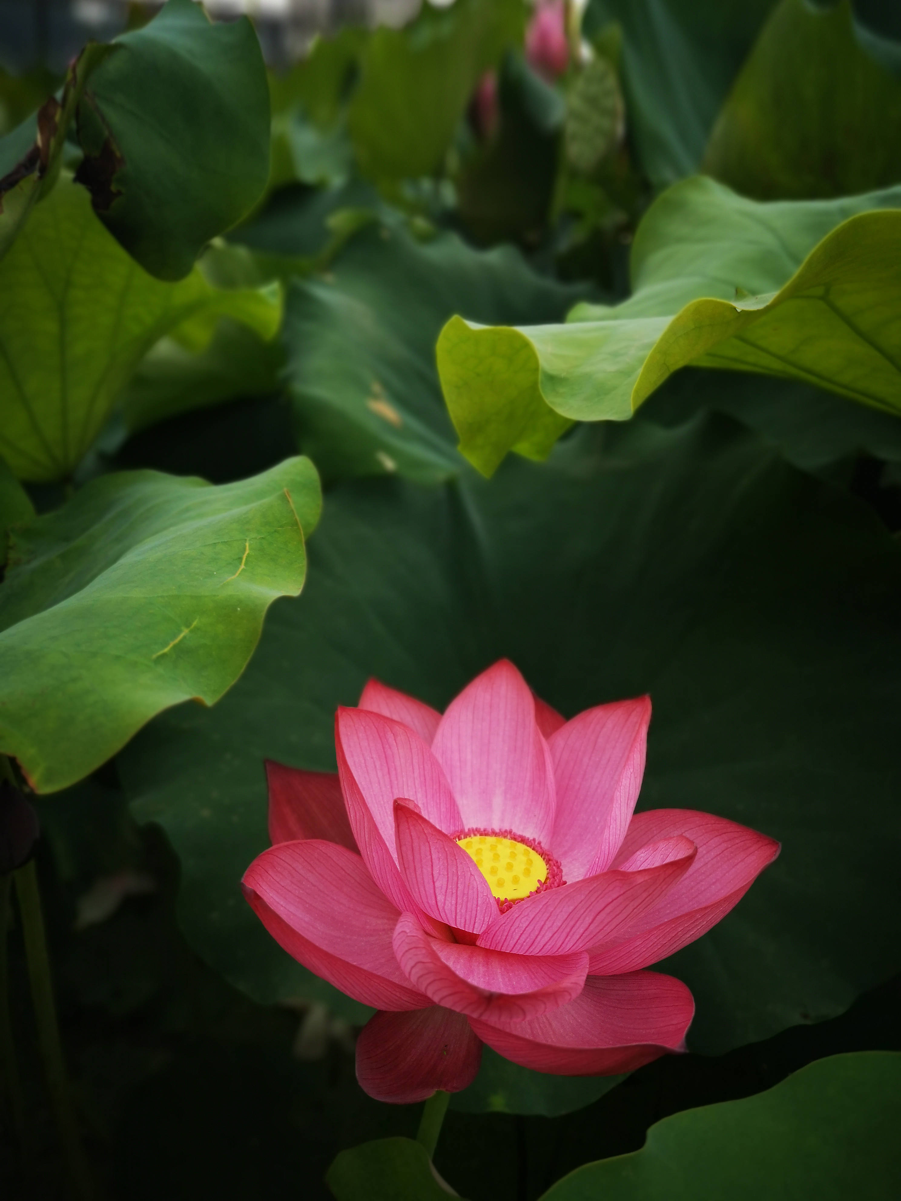 湘潭市工贸中专举行教师荷花摄影颁奖仪式