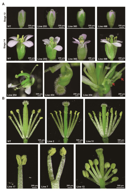 图5 转拟南芥的表型06, 性别决定模型推断综上,作者提出了美洲黑杨中