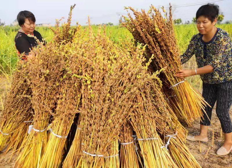 颍上县慎城镇大武村,农民在收割芝麻.王林洪 摄
