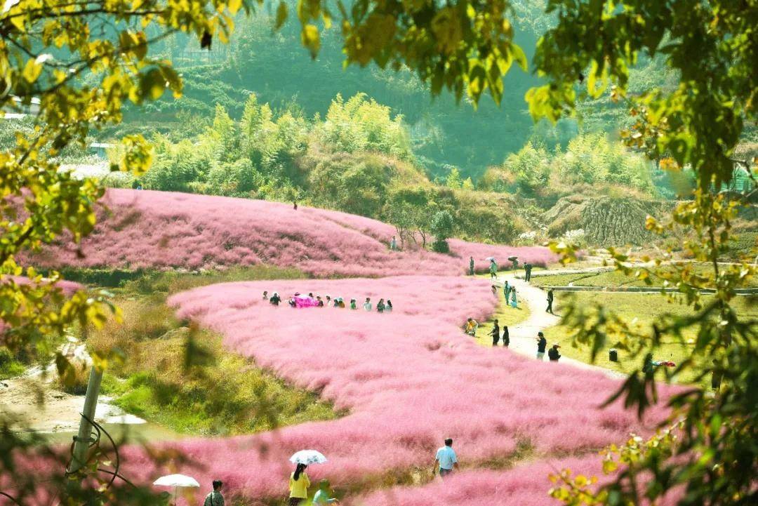 霍山花海旅游景点图片