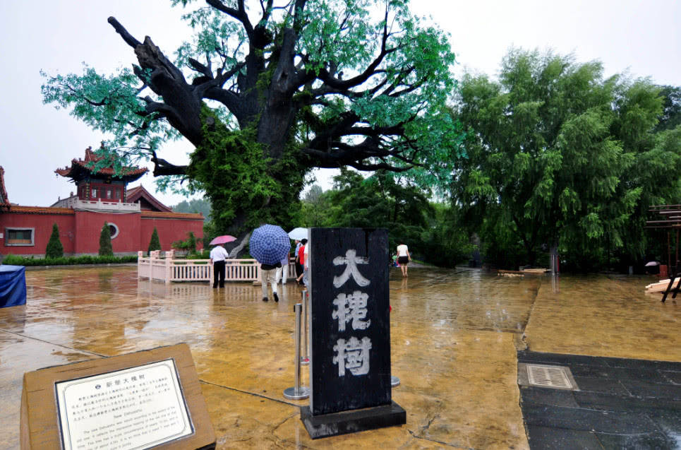 原來大槐樹景區的廁所不叫廁所,而是