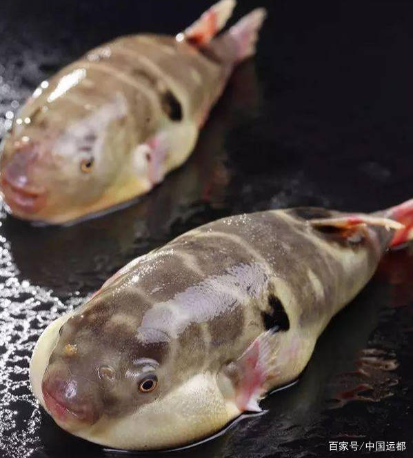 威海运都鲜推荐常见的食用鱼