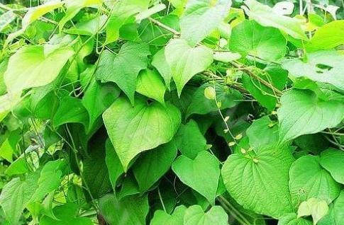 根据辨证施治,对湿盛型的病人,应清渗利湿,佐以清热,可采用萆薢渗湿汤