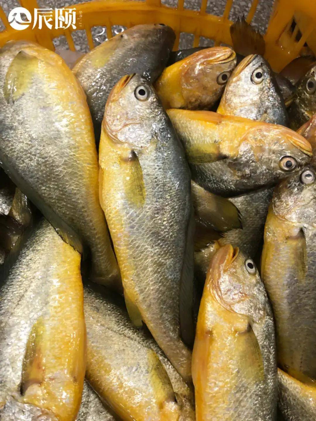 辰颐物语:宁德新鲜大黄鱼 鱼目清澈通透明亮,新鲜品质看得见