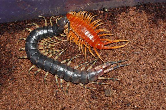 亚马逊巨人蜈蚣有多大亚马逊巨人蜈蚣毒性