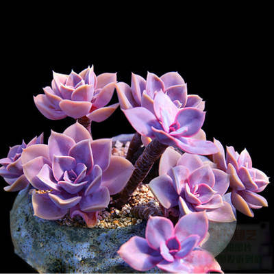 紫珍珠是一种叶片肥厚,可以长成漂亮老桩的多肉植物,是漂亮的亮紫色