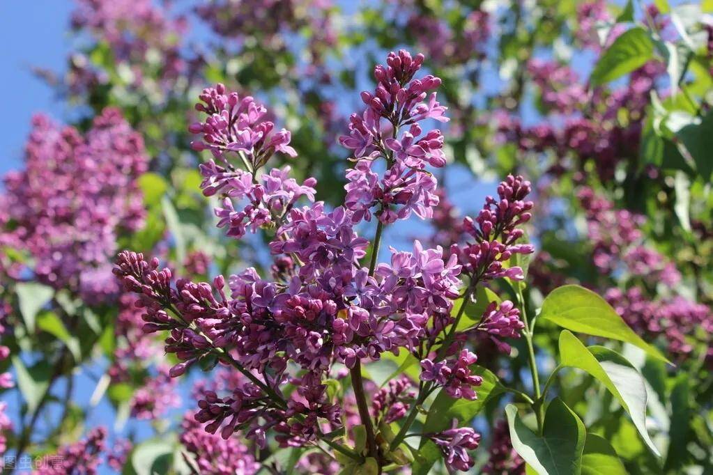 买菜丁香 搜狐网