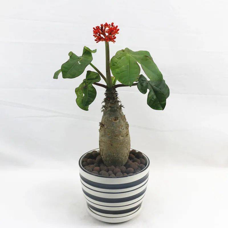 造型奇特花朵唯美的佛肚树佛肚海棠这么养护花果同存争奇斗艳