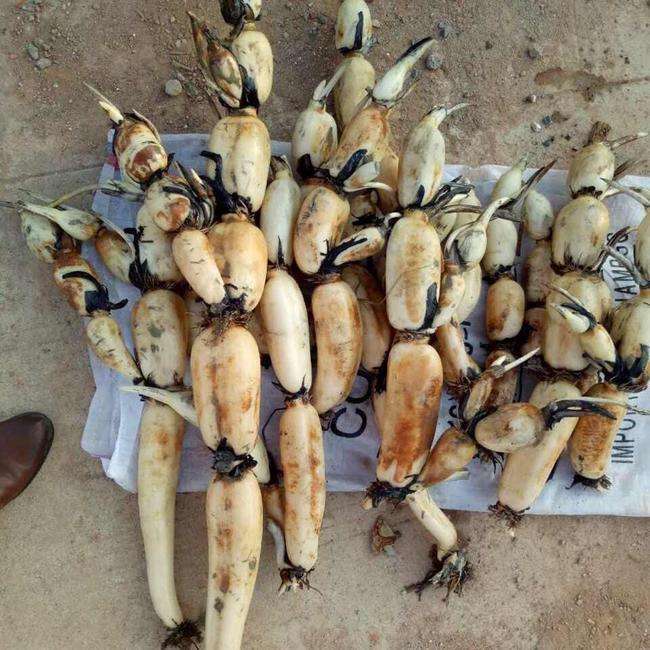 莲商会鄂莲四号的特征