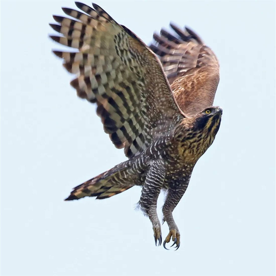 原创云南丙中洛发现森林霸主利爪可刺穿猎物头骨连小熊猫都能拿下