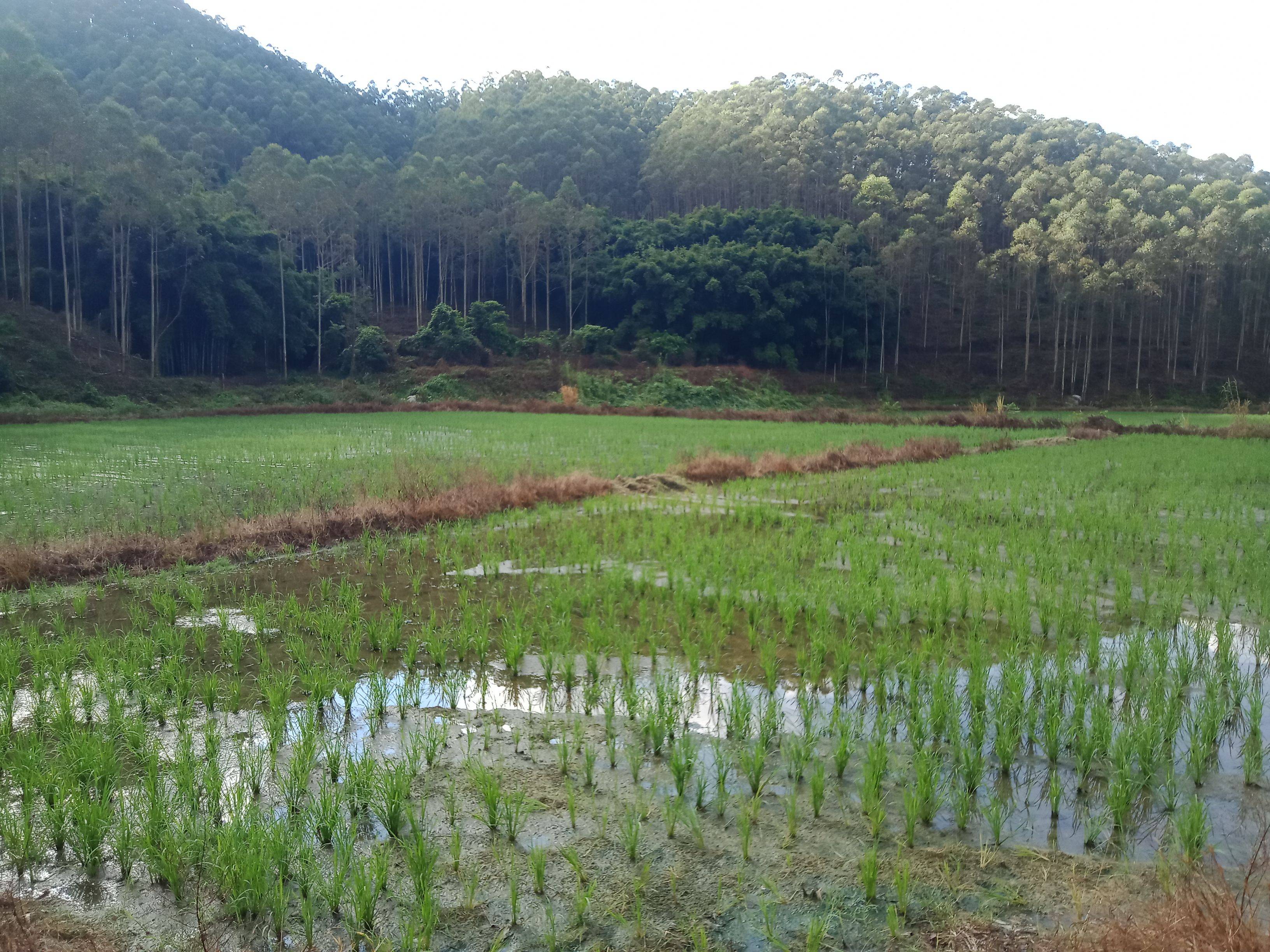 建设美丽乡村垦造水田篇一百