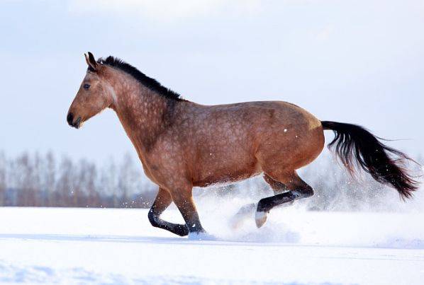 原创逃过初一逃不了十五:生肖马10月中"大难"临身?看看是怎么回事