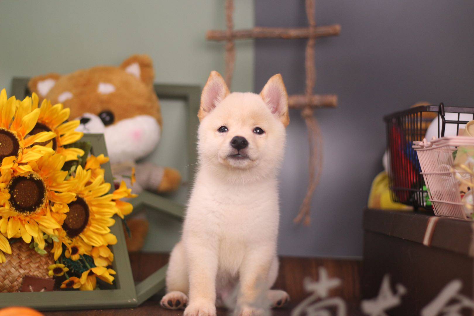 养汪界新手,适合养柴犬吗?