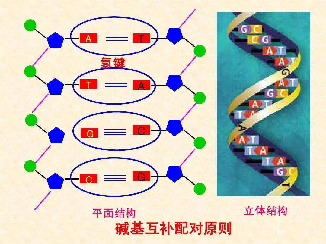 我们知道,dna长链上对基因起决定作用的是碱基对的有序排列.