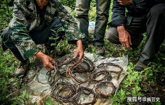 (新驛村巡防隊員拆除的捕獵套)此後隨著山溝裡的竹子大面積開花枯死