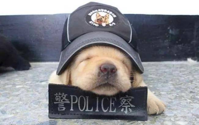 “不合格”的小警犬被警方淘汰，开放领养时，被网友抢疯,警犬,狗狗,第20张