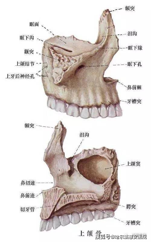 颧骨结构图片