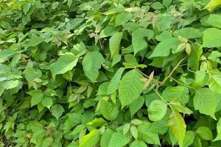 三片叶毒漆藤接触人的皮肤后,会出现奇痒难耐等症状,造成皮肤严重过敏