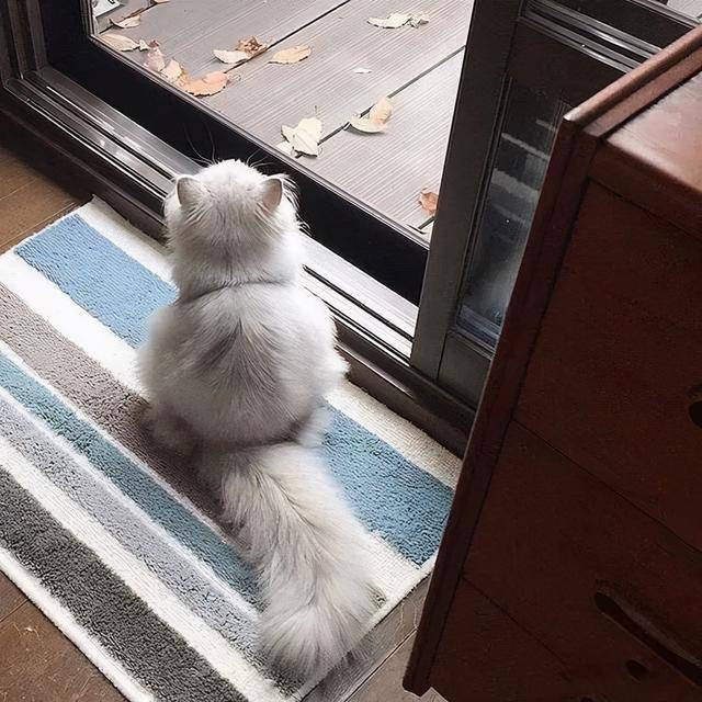猫咪的背影杀一次让你看个够