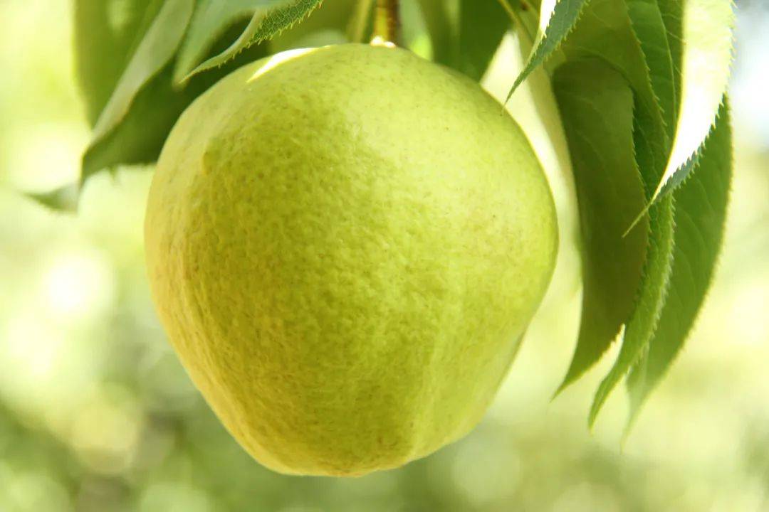 300年前就种梨300年后吃蜂糖梨
