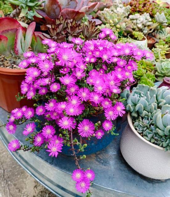 枝干番杏开花的时间是在春节,3月份前后,开花前可以适量补充少量的养