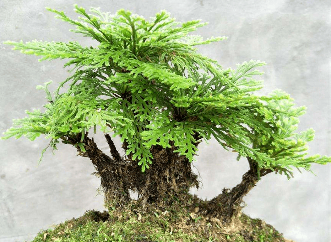 原创长寿顽强的绿植盆景石柏还阳草卷柏这么养护枝叶葱翠茂密舒展