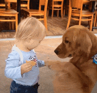 小朋友想和金毛交朋友,可狗狗却是个吃货,只想偷吃宝宝手中饼干