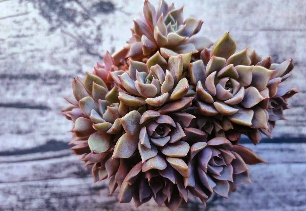 原创多肉夏梦夏日往事成梦秋天努力长成手捧花的样子真美