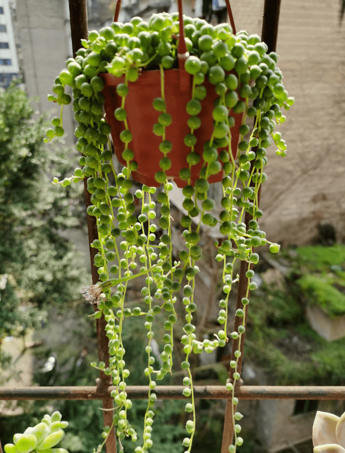 多肉界的菊科植物,叶子长得快,形状萌萌哒!