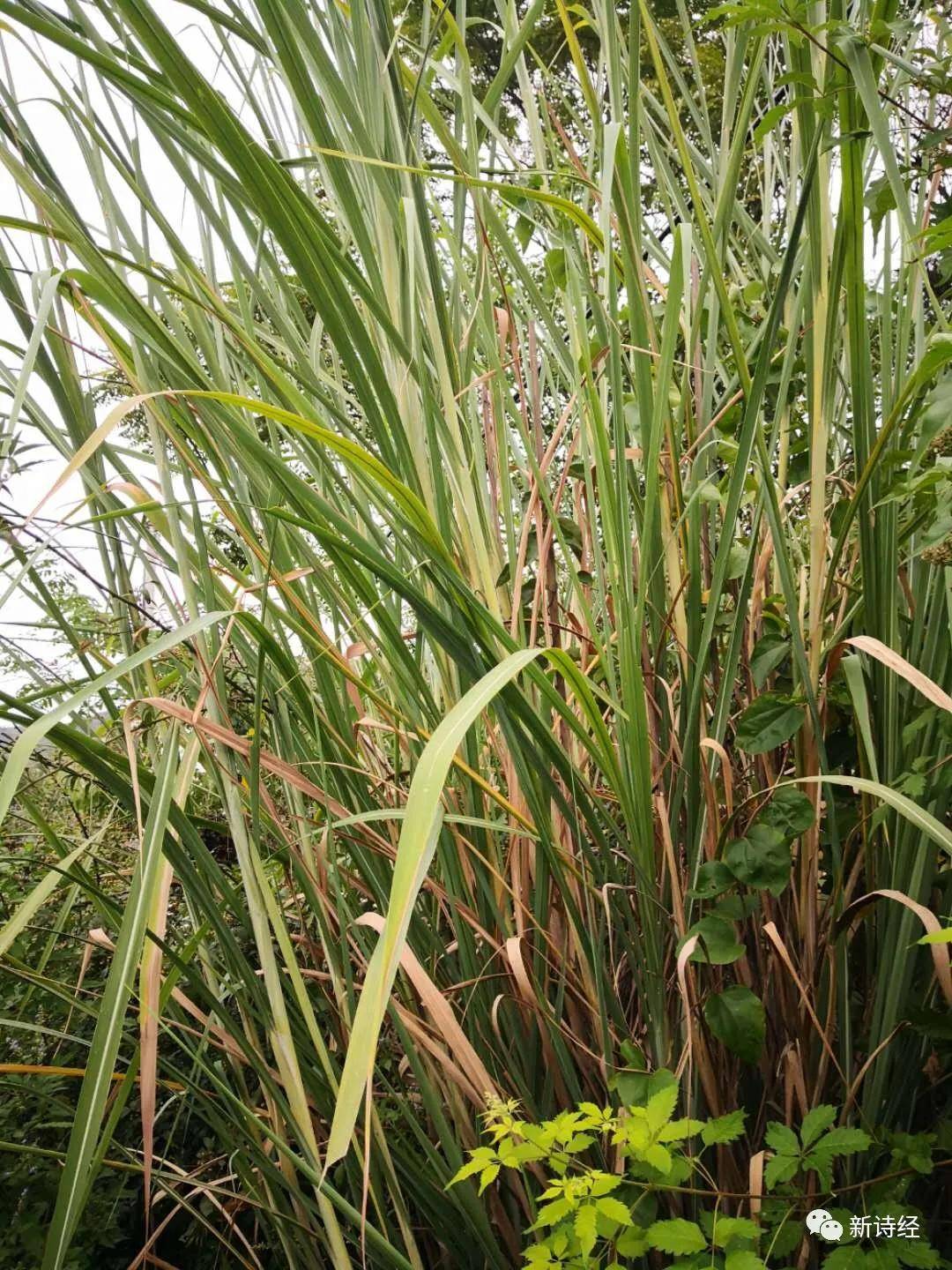 初无路穿梭于缓坡新植柏树松树间丛丛青葙绽放粉红满坡龙须草如褥