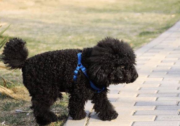 建議平時給貴賓犬做點服從性訓練,讓貴賓犬更聽你的話,沒有那麼兇