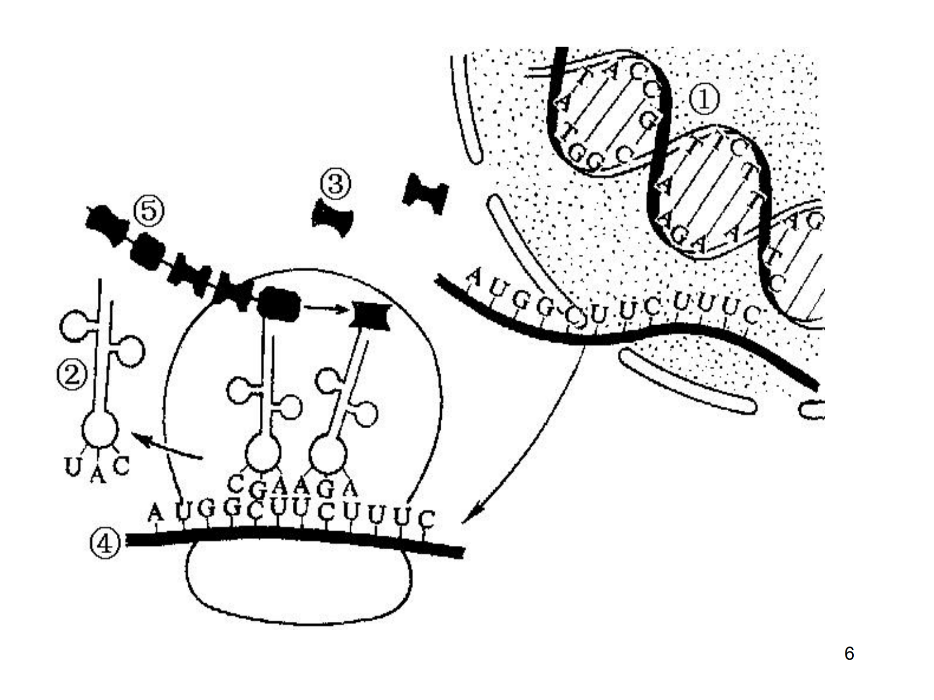 这有一份,高中生物