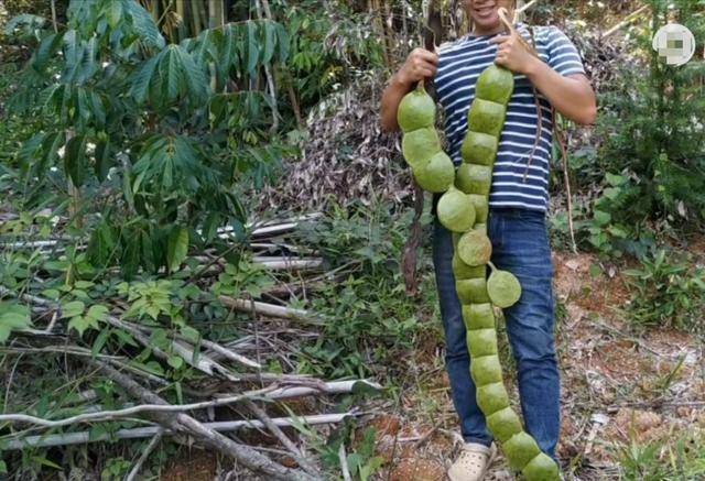 这种巨型豌豆被称为豆中之王长达两米豆子可做饰品