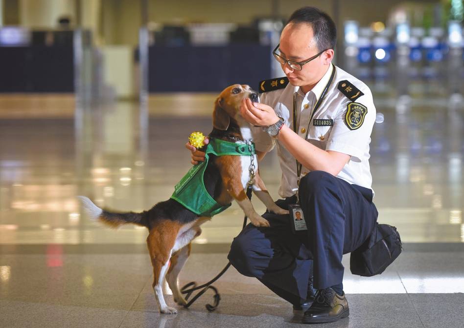 为什么检疫犬很多是比格犬?看完才知道这狗狗太适合了_手机搜狐网