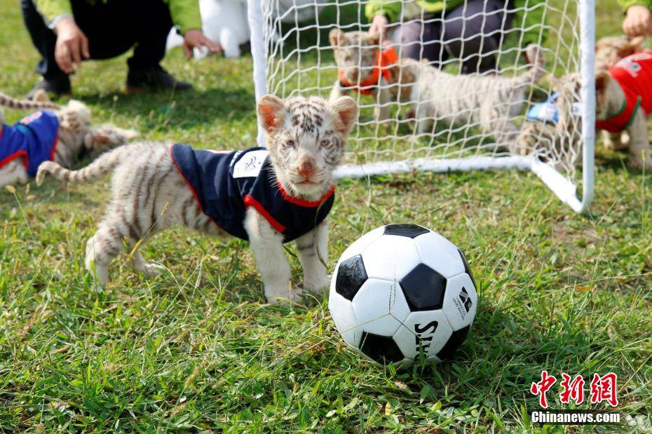 这场"足球赛"的队员是该动物园今年出生的11只小白虎,担任裁判的则是